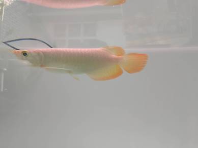Arowana super red 