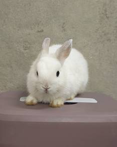 Netherland Dwarf ND mixed