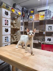 seal bicolour Devon Rex can send Singapore