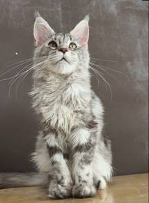 Maine Coon