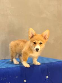 Cardigan Welsh Corgi Male Puppy