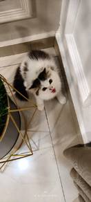 persian