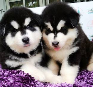 Wooly husky