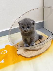 Scottish fold blue