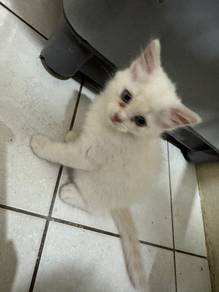 Male Kitten