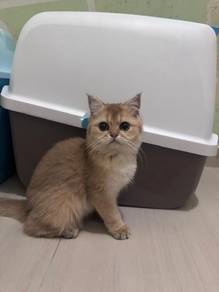 British shorthair (BSH) golden