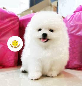 GSS_218 Tiny Pomeranian sweetie pet