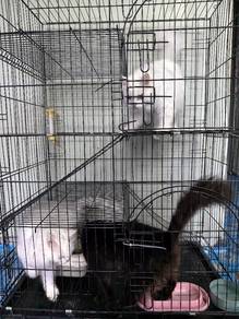 Kucing DLH