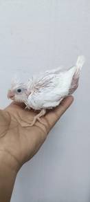 burung putih 