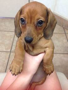 H3-3050 Mini Dachshund brown haired puppy dog