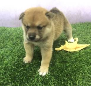 Shiba inu parent imported mka and microchip