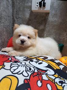 Chow Chow