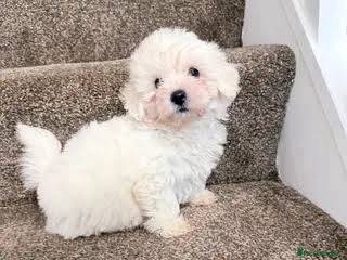 J8897 Endearing poochon Adorable Beautiful Sweet P