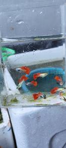 guppy dambo red tail