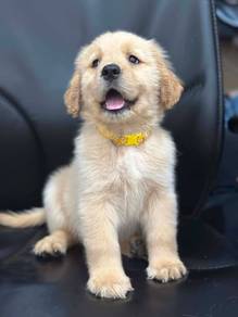 Golden puppies3