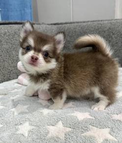CHIHUAHUA PUPPIES VIP50🌷Head Apple Fluffy Boy