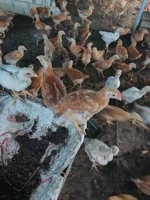 Ayam kampung kacuk