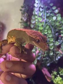 Crested Gecko (Male)
