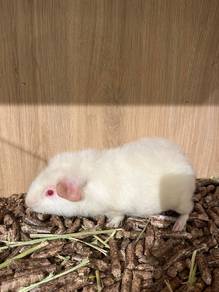 Teddy Guinea pig for Sale