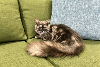 Male kitten