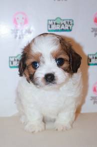 D28 Cute Shihpoo Dog