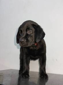 black labrador retriever 2