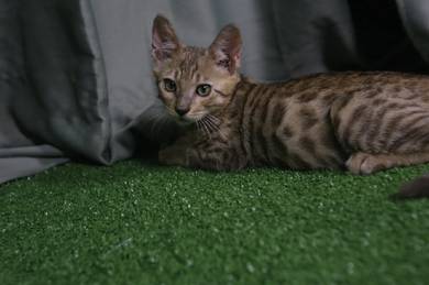 Male brown Bengal kitten