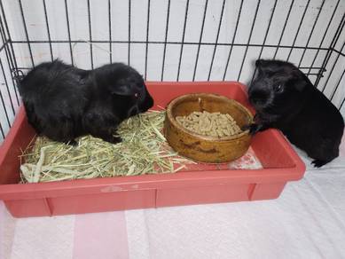 guinea pig jantan