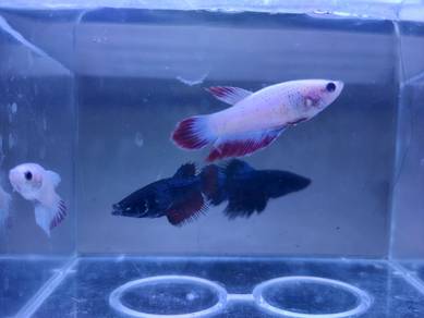Female Betta Fish Ikan Laga Betina