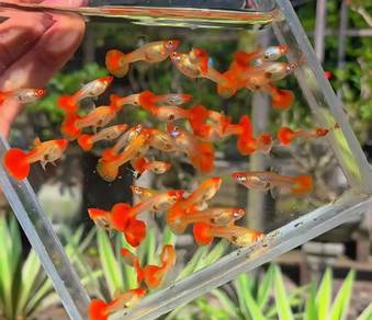 Koi Guppy