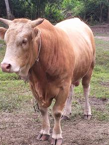 Lembu jantan baka charolis blonde