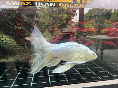 Butterfly Koi Long Tail