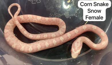 Corn Snake Snow Untuk Dijual !!