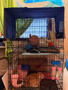 arnab HL dan biasa full set sabgkar