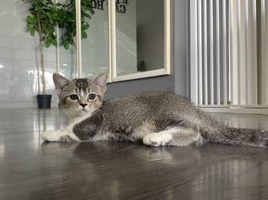 Munchkin Standard (Male)