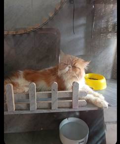 excotic longhair male
