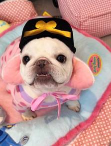 fRENCH bulldog