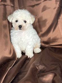 Loveable Bichon friendly playful adorable little p