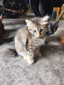 Kucing Mix Main Coon