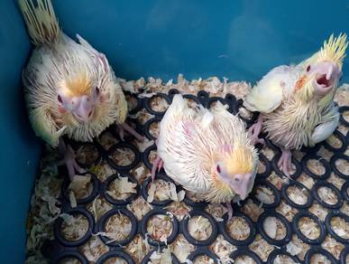 burung cockateil anak suap
