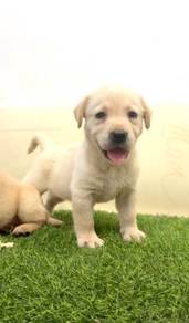 Labrador retriever mka and microchip