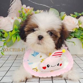 Shih Tzu