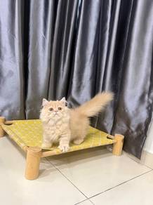 Minuet Munchkin kitten
