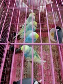 Burung Baji C