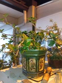 Bonsai Chinq