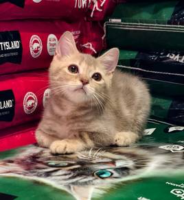 British shorthair male