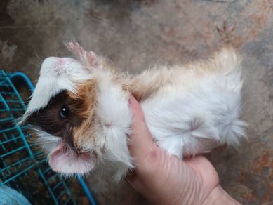 Coca (Abysinnian Guinea Pig)