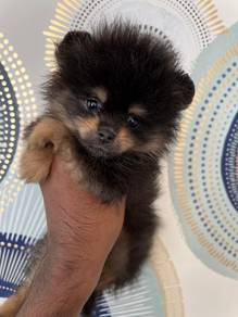 Mini pomeranian, 