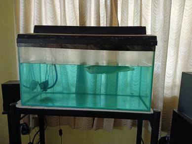 Aquarium 3ft with Silver Arowana 