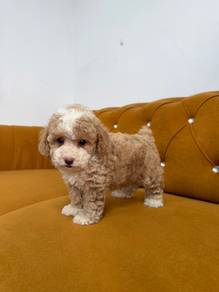 Poodle